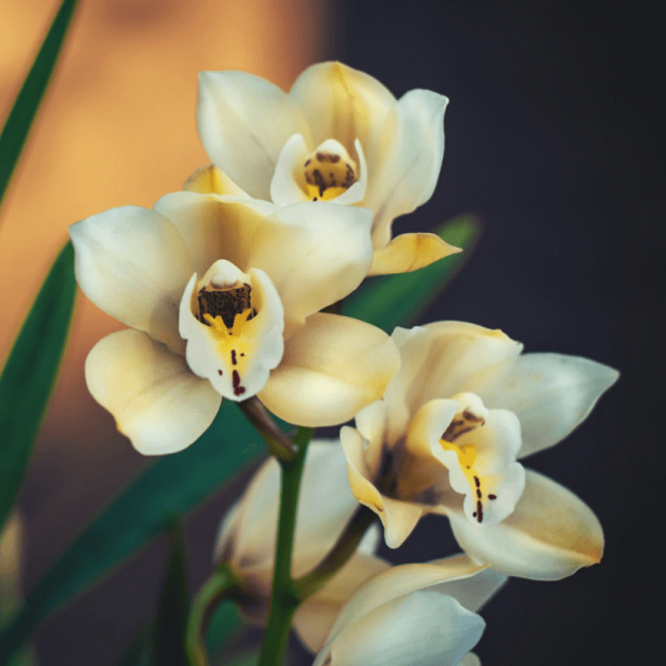 Orquídea Teste 11