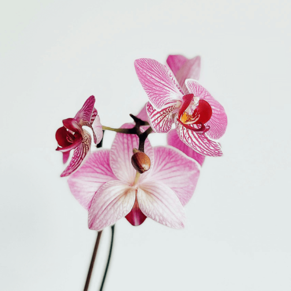 Orquídea Teste 2