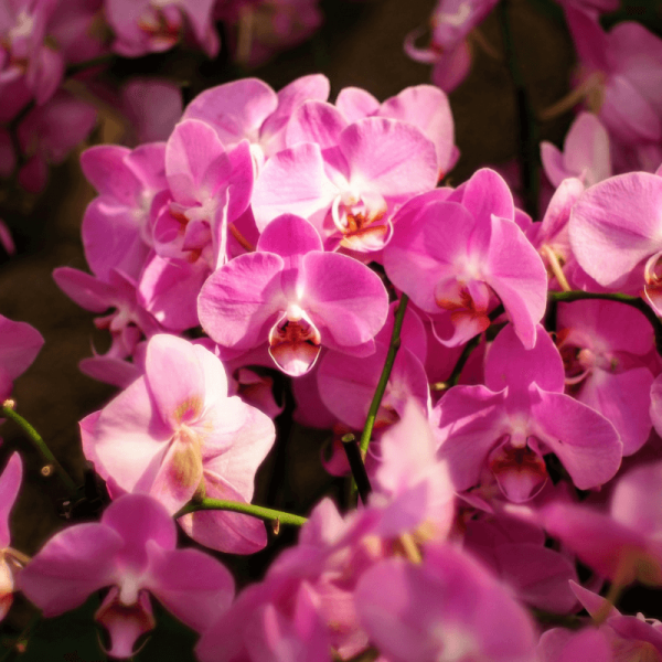 Orquídea Teste 1