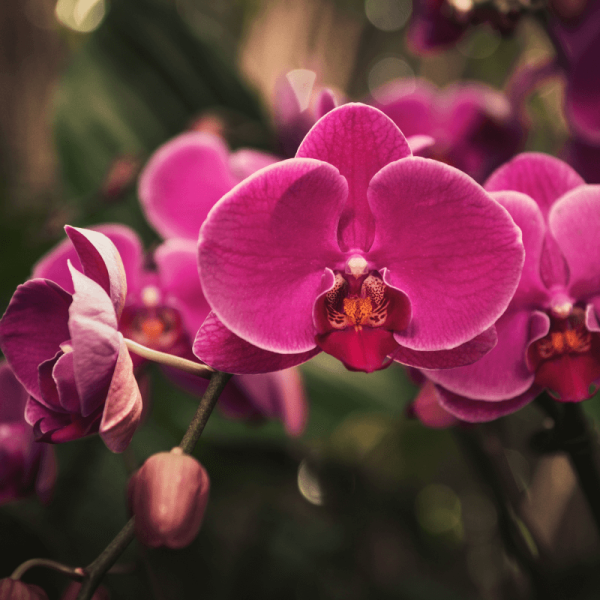 Orquídea Teste 10