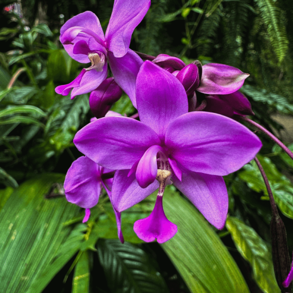 Orquídea Teste 5 - Image 4