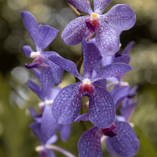 Orquídea Teste 7