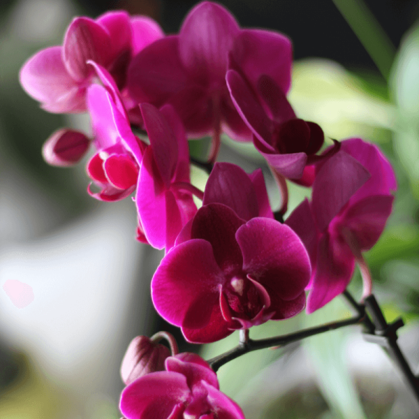 Orquídea Teste 6