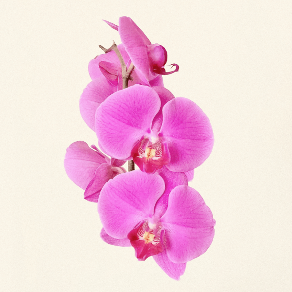 Orquídea Teste 2 - Image 4