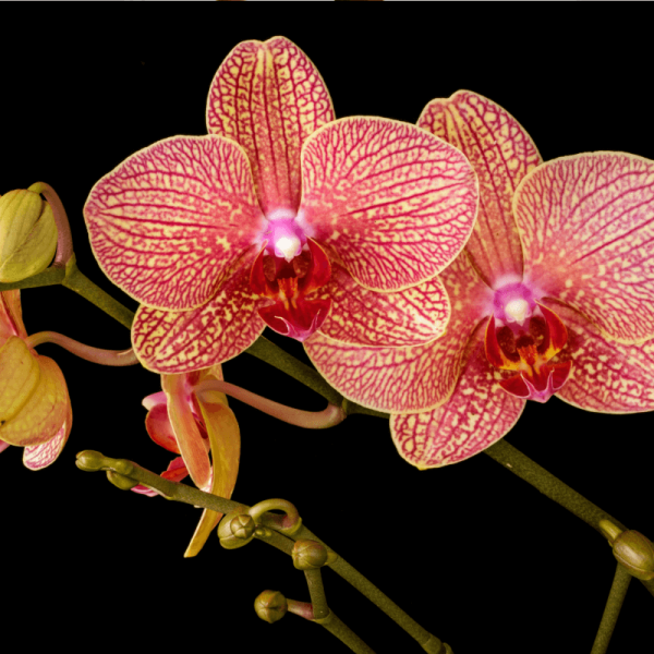 Orquídea Teste 2 - Image 3