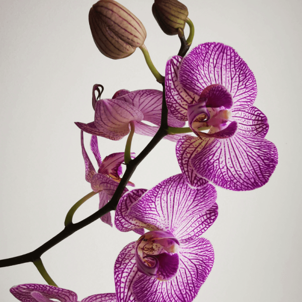 Orquídea Teste 2 - Image 2