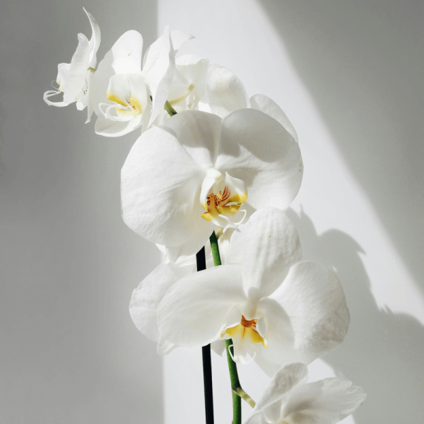 Orquídea Teste 3