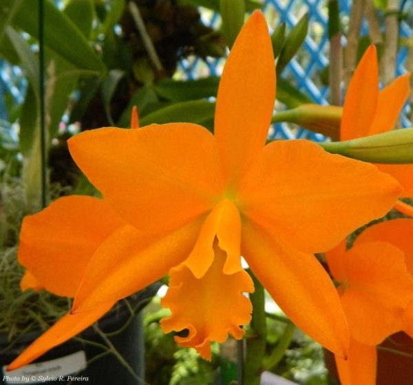 Pot. Love Passion "Orange Bird"