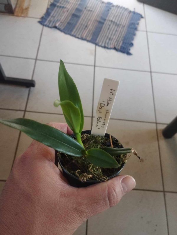 Lc. Blue Dinasty "Deep Blue" - Imagem 3