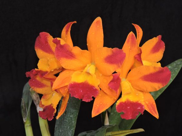 Lc. Tropical Trick "Supernova"