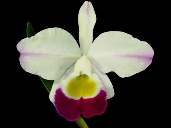 C. eldorado semi alba "Fairy"