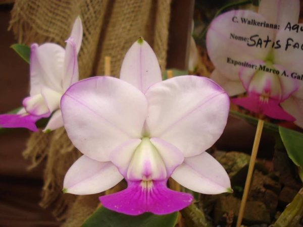 C. walkeriana semi alba flammea "Satisfaction"