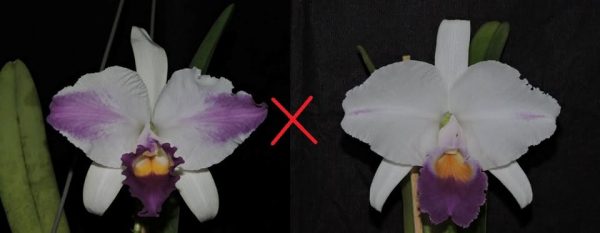 C. trianae coerulea "Wenzel" x C. trianae coerulea "Violet Hill"