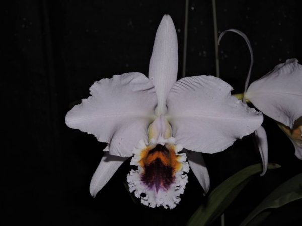 C. percivaliana "Carla Porto" x C. percivaliana coerulea - Imagem 3