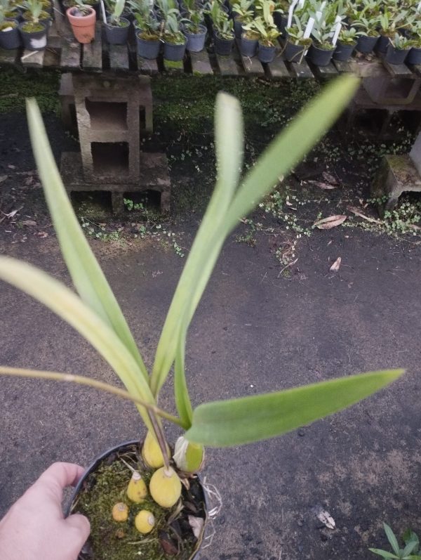 Encyclia alata - Imagem 3