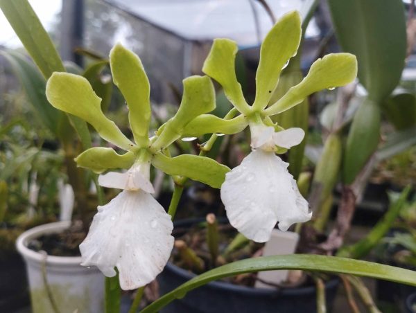 Encyclia Rioclarense v. alba