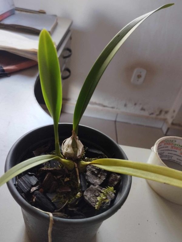 Encyclia Rioclarense v. alba - Imagem 2