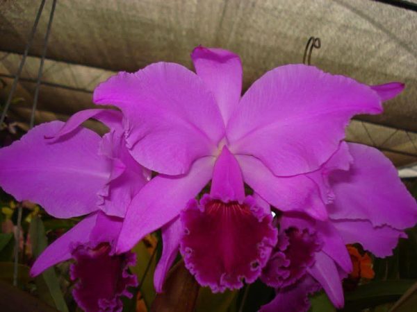 C. labiata rubra "Living Fire" x C. labiata  "Evaldo Wenzel" - Imagem 3