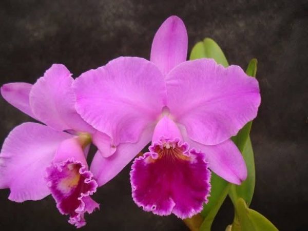 C. labiata rubra "Living Fire" x C. labiata  "Evaldo Wenzel"