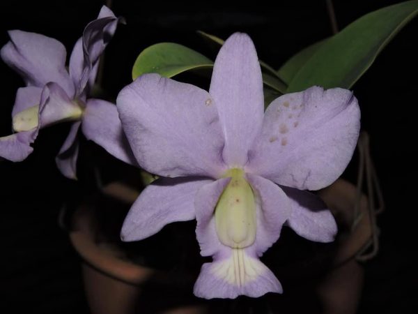 C. nobilior coerulea (Blue Blood x Blue Spirit) - Imagem 3
