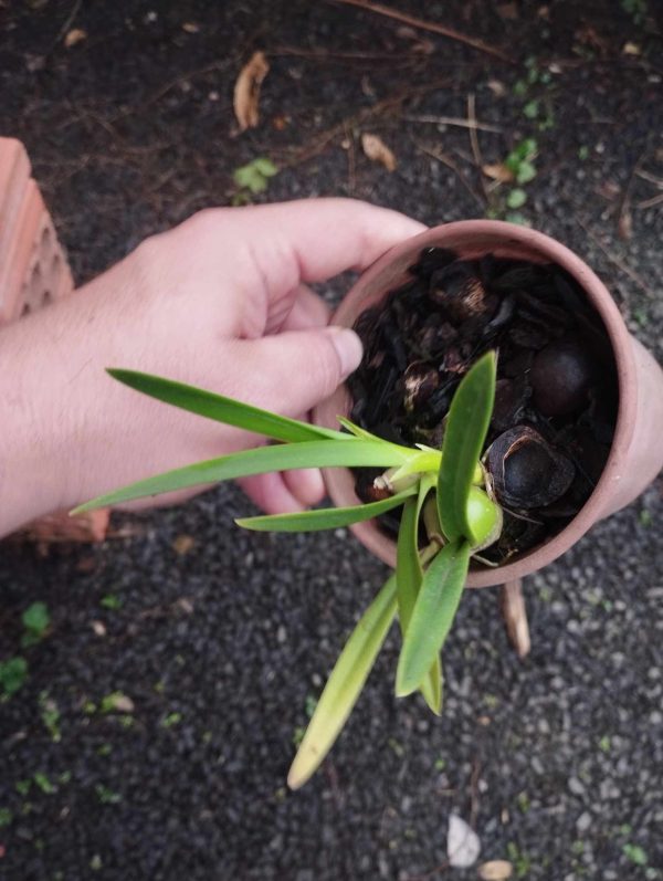 Encyclia suaveolens - Imagem 2