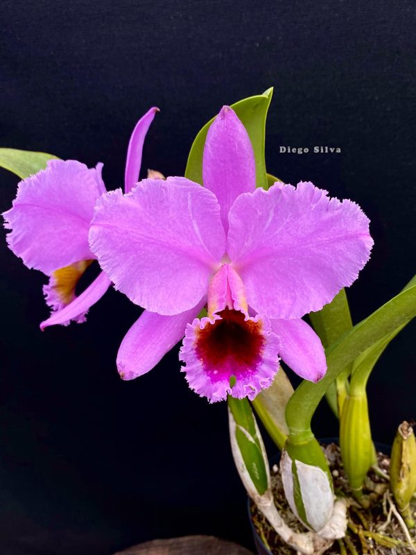 C. percivaliana "Carla Porto" x C. percivaliana coerulea