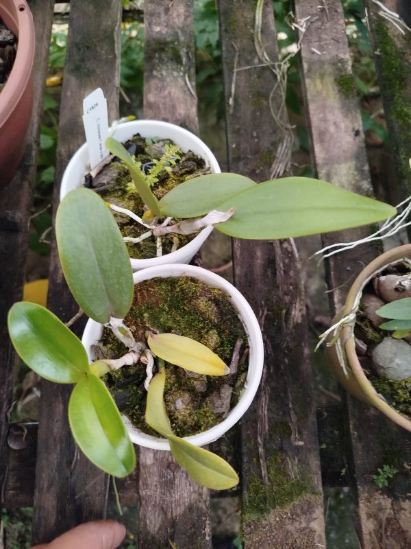C. violacea alba x sib - Imagem 2
