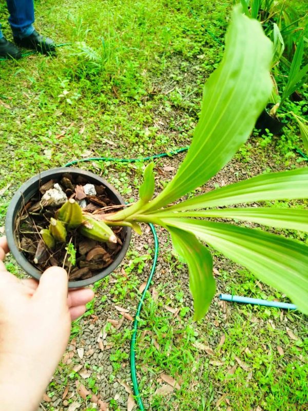 Lycaste Cool Summer x self - Imagem 2