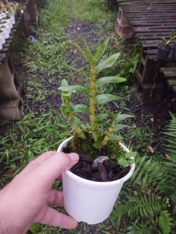 Dendrobium parthenium - Imagem 2