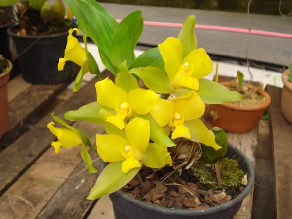 Lycaste Cool Summer x self