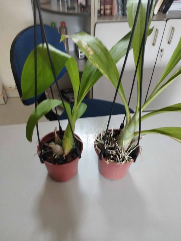 Clowesetum Rebecca Express "M" - Imagem 2