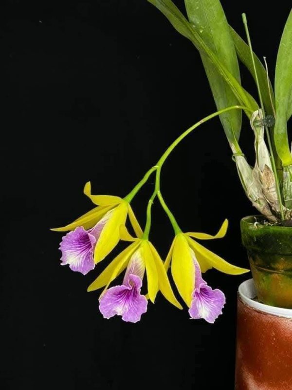 Rlc. Toshie Aoki 'Pizazz' x Psh. mariae 'C.H. #1'