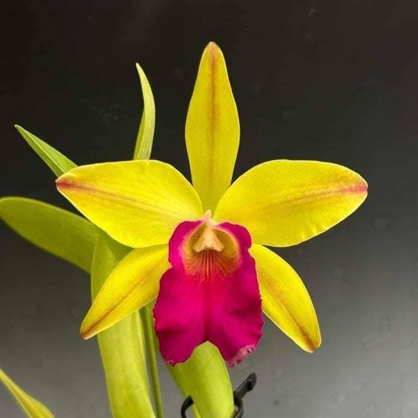 Rlc. Toshie Aoki 'Pizazz' x Psh. mariae 'C.H. #1' - Imagem 2