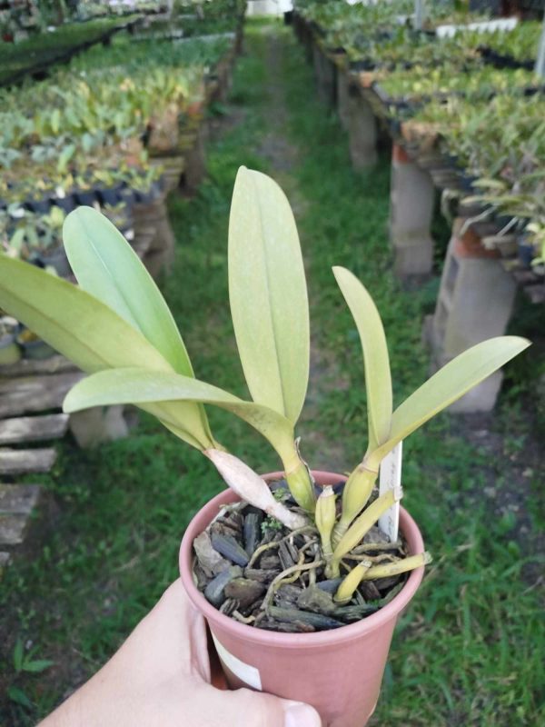 Rlc. Toshie Aoki 'Pizazz' x Psh. mariae 'C.H. #1' - Imagem 3