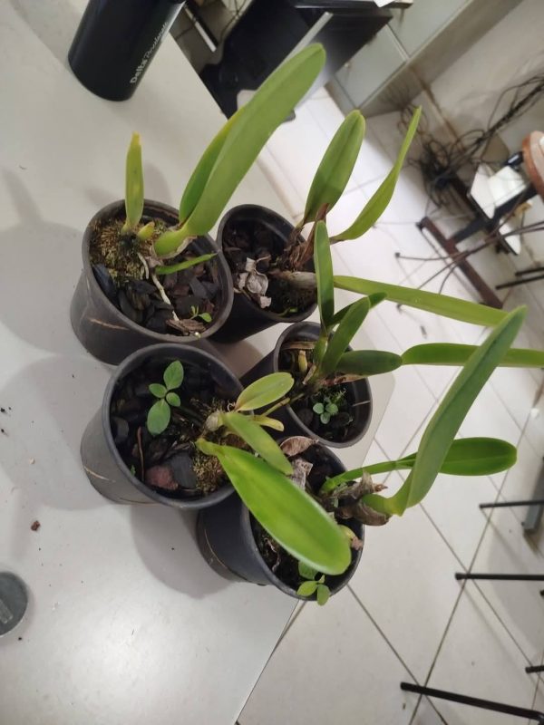 L. purpurata (concolor x russelliana) x self - Imagem 2