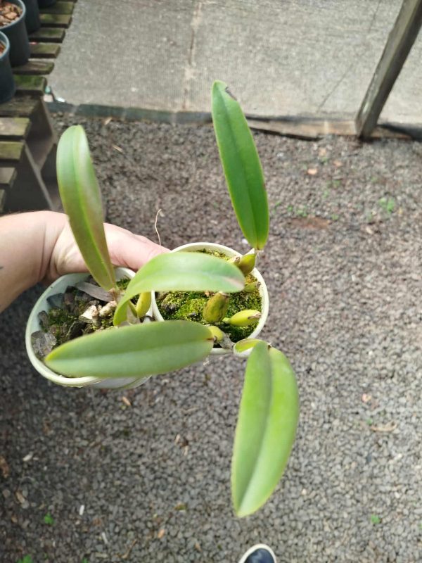 C. percivaliana "Summit" x C. percivaliana rubra "Corazon" - Imagem 4