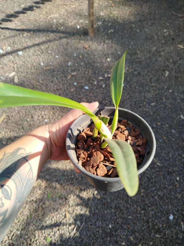 C. percivaliana "Carla Porto" x C. percivaliana coerulea - Imagem 4