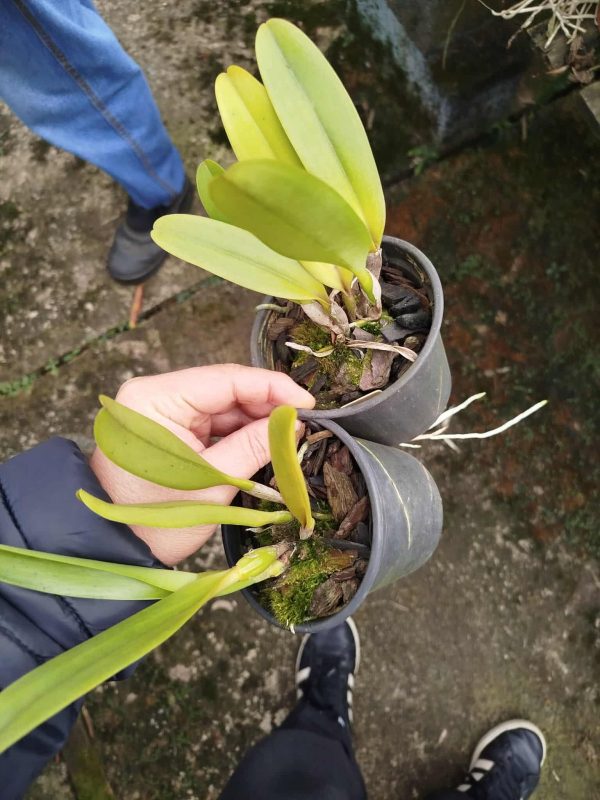 C. Hardyana semi alba x self - Imagem 2