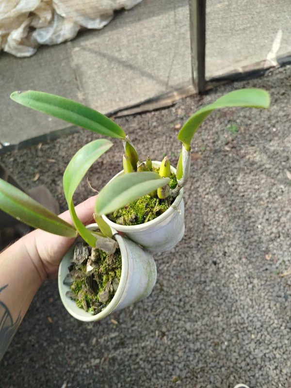 C. percivaliana "Summit" x C. percivaliana rubra "Corazon" - Imagem 3