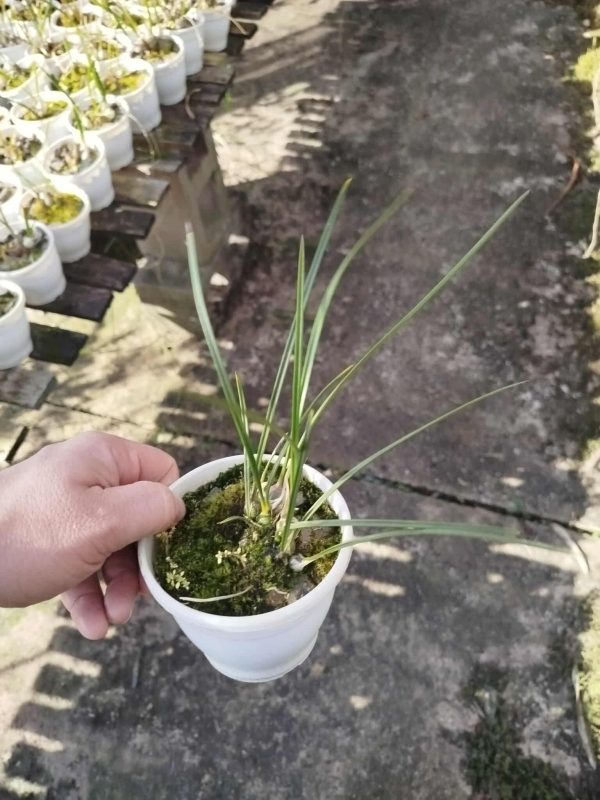 Encyclia bracteata - Imagem 2