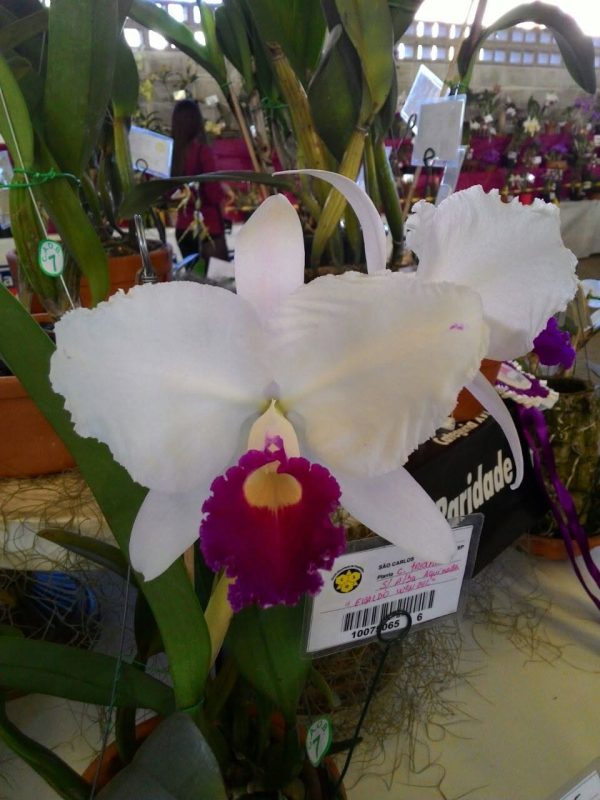 C. trianae semi alba "Evaldo Wenzel" x self