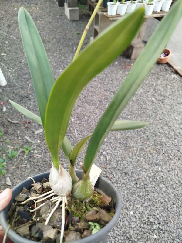 Encyclia cordigera - Imagem 2