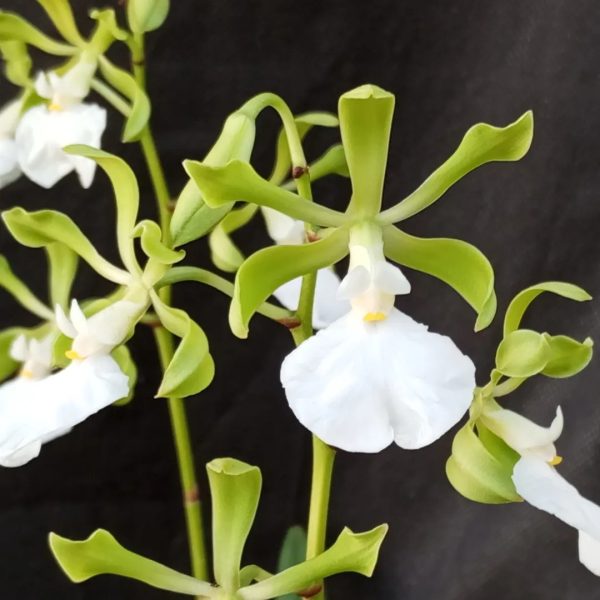 Encyclia cordigera alba