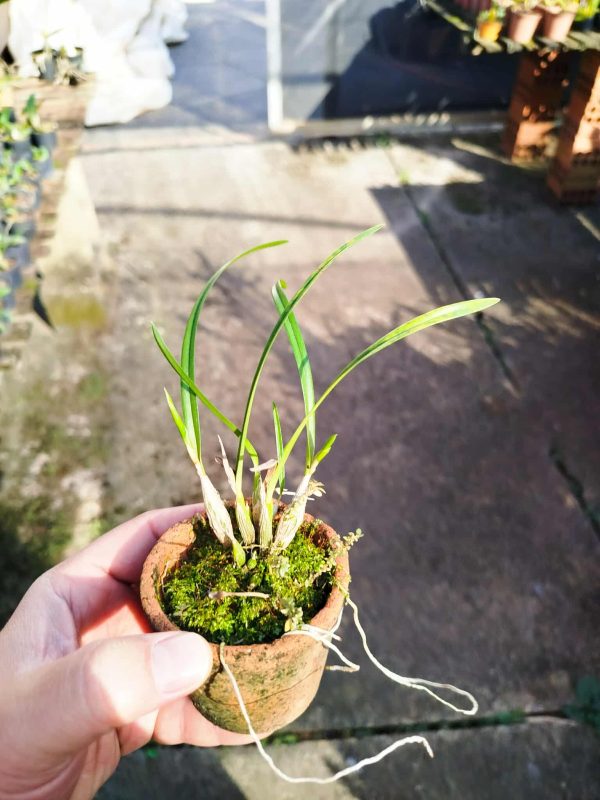 Sophronitella violacea - Imagem 3