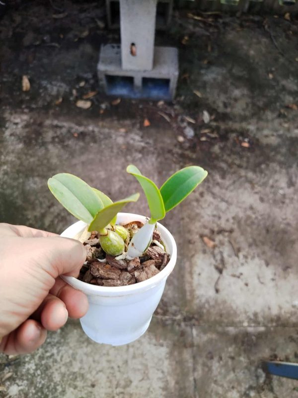 C. nobilior coerulea (Blue Blood x Blue Spirit) - Imagem 2