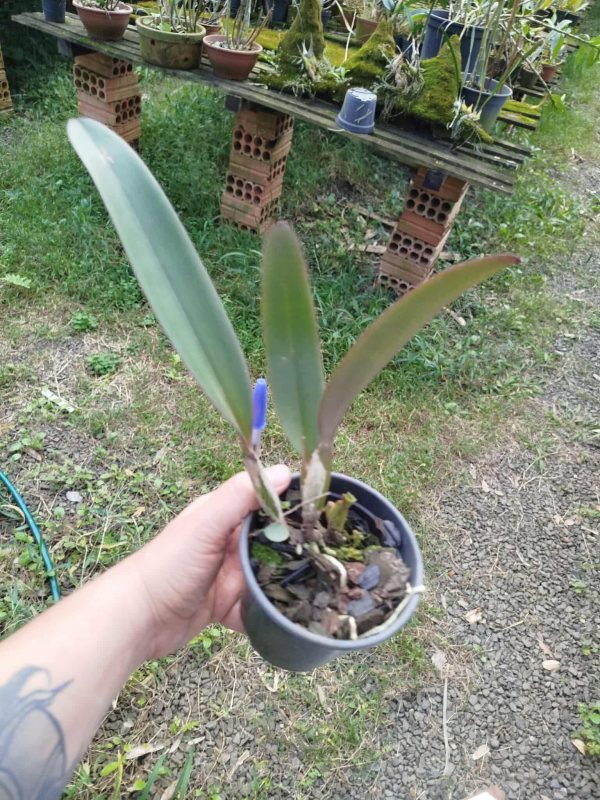 C. labiata rubra "Living Fire" x C. labiata  "Evaldo Wenzel" - Imagem 4