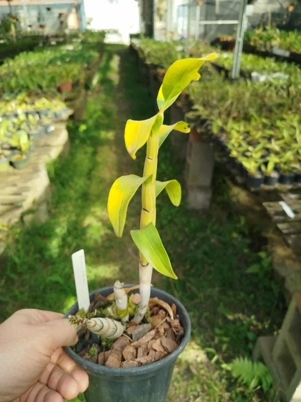 Dendrobium secundum - Imagem 3