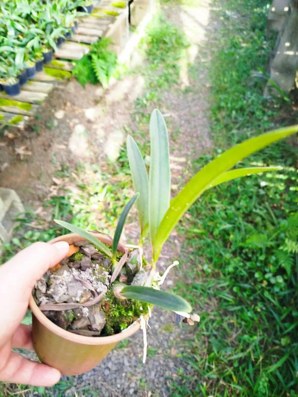 Encyclia cordigera alba - Imagem 3