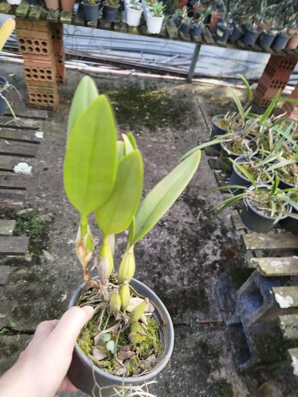 Shomburgkia lyonsii - Imagem 3