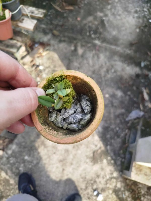 S. cernua flava Renato Seno x S. cernua flava Gabriel - Imagem 2